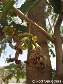 Markhamia zanzibarica