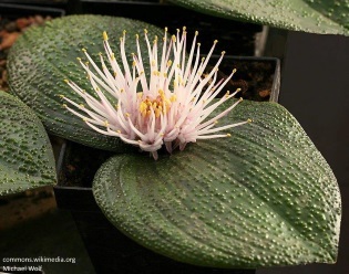 Massonia pustulata