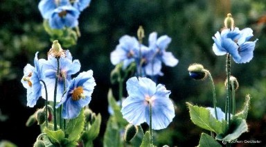 Meconopsis betonicifolia 