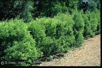 Melaleuca alternifolia