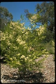 Melaleuca bracteata