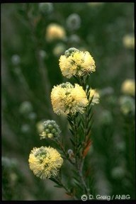 Melaleuca capitata