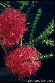 Melaleuca coccinea