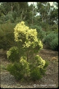 Melaleuca decora