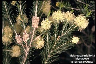 Melaleuca ericifolia