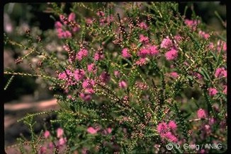 Melaleuca gibbosa