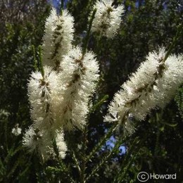 Melaleuca huegelii