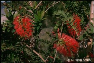 Melaleuca hypericifolia