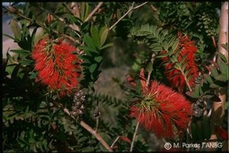 Melaleuca hypericifolia