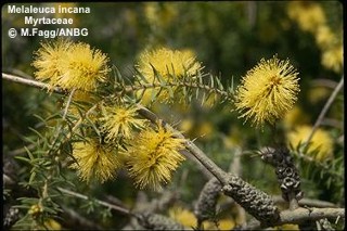 Melaleuca incana