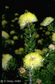 Melaleuca megacephala