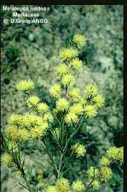 Melaleuca nodosa