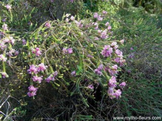 Melaleuca pulchella