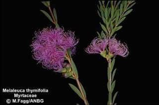 Melaleuca thymifolia