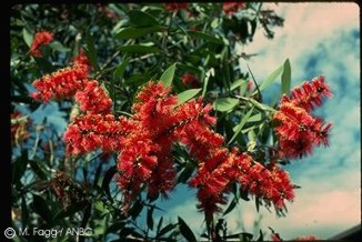 Melaleuca viridiflora