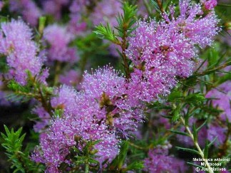 Melaleuca wilsonii