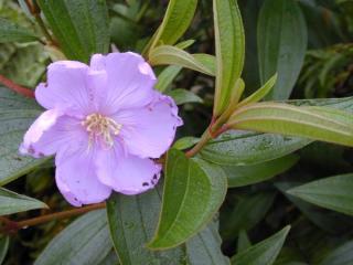 Melastoma sanguineum