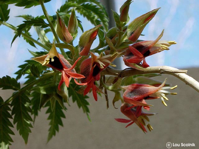 Exotische Nutz und Zierpflanzen Melianthus comosus