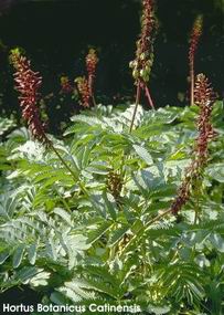 Melianthus major