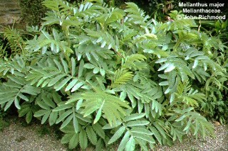 Melianthus major