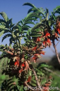 Melianthus pectinatus