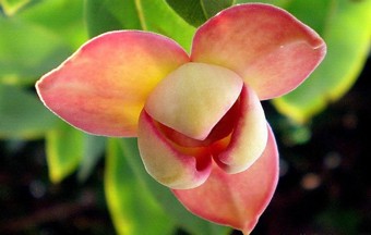 Melodorum fruticosum