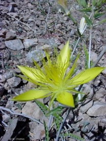 Mentzelia laevicaulis