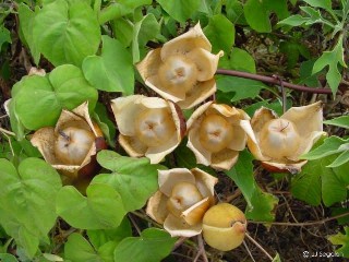 Merremia tuberosa