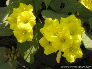 Merremia umbellata