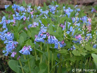 Mertensia virginica