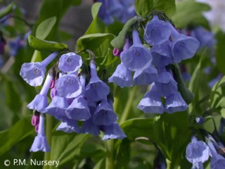 Mertensia virginica