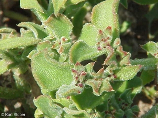 Mesembryanthemum crystallinum