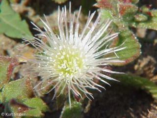 Mesembryanthemum crystallinum