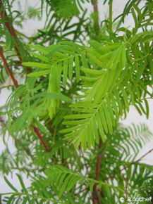 Metasequoia glyptostroboides 