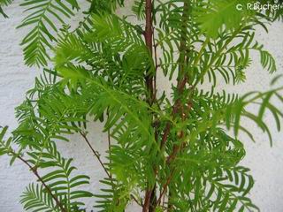 Metasequoia glyptostroboides 