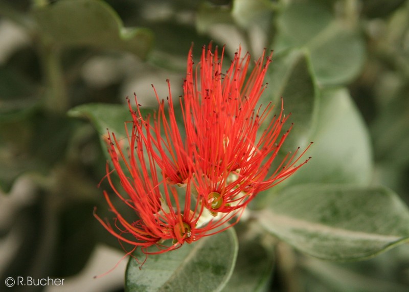 Exotische Nutz und Zierpflanzen Metrosideros excelsa
