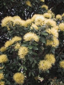 Metrosideros excelsa aurea