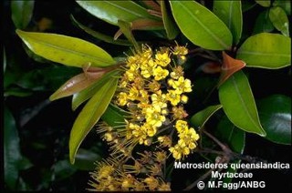 Metrosideros queenslandica