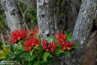 Metrosideros umbellata