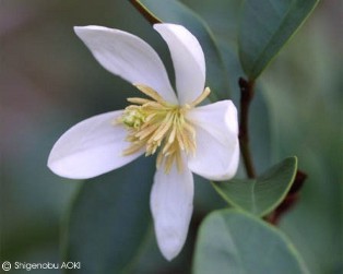 Michelia yunnanensis