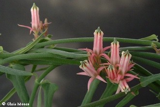 Microloma sagittatum