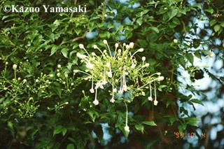 Millingtonia hortensis