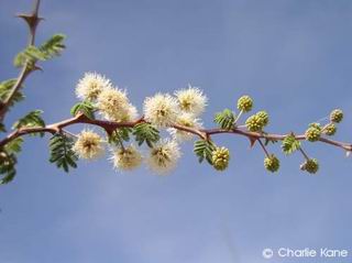 Mimosa aculeaticarpa var. biuncifera 