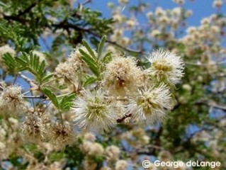Mimosa aculeaticarpa var. biuncifera 