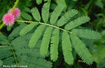 Mimosa invisa