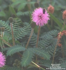 Mimosa pudica