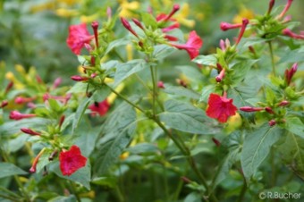 Mirabilis jalapa 'red'