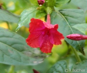 Mirabilis jalapa 'Mix'