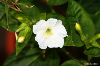 Mirabilis jalapa 'White'