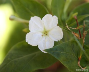 Mirabilis jalapa 'White'